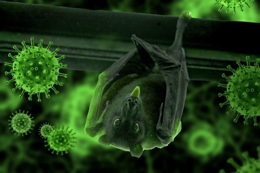 Corona Virus Bat News