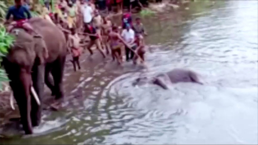 elephant died in kerala 2020 video